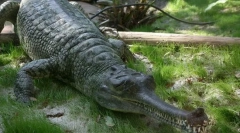 Gangy gavial