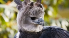 Garpia juhoamerická