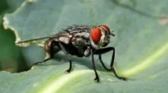 Kde a ako muchy lietadiel?