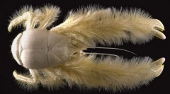 Kde je chlpatý krab?