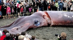 Kde sú gigantické rozptyl?