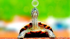 Kde žijú korytnačky, životné prostredie a biotop