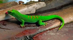 Gecko (foto): jašterica s fantastickými schopnosťami