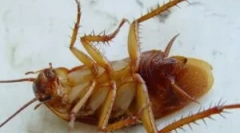 Gély a pasce dohlox z švábov