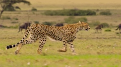 Cheetah: zaujímavé fakty o rýchlom rýchle predátor
