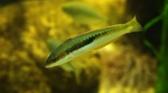 Hermafroditizmus medzi rybami