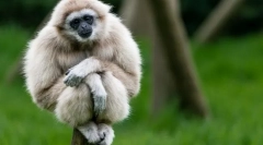 Gibbon bellorus