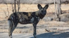 Hyenno-tvarovaný pes alebo africký divoký pes (25 fotografií)