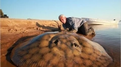 Obrie river monsters (20 fotografií)