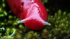 Obrie pink mountain slug caputar (5 fotiek)