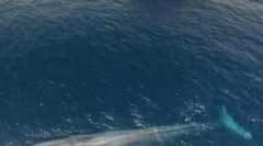 Obrie zvieratá, príčiny ich zmiznutia