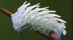 Giganti v našom svete - známe zvieratá a hmyz nezvyčajné veľkosti