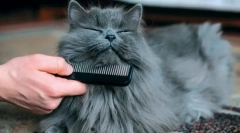 Hygienické procedúry cat