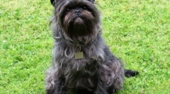 Hypoalergénne plemená psov