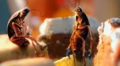 Zásuvky švábov: vyhľadávanie a zničenie