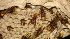 Zásuvka koní a spôsobov, ako zničiť