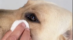 Čerpadlo v očiach psa - príčiny a spôsoby, ako odstrániť
