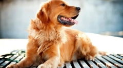 Zlatý retriever (foto): jeden z najchytrejších plemien psov