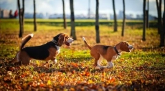 Hound dog: výber plemena