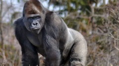 Gorilla východná ťažba