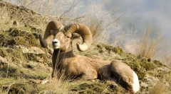 Horské baranky a kozy