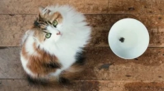 Pripravené suché mačky pre mačky: vlastnosti a odrody