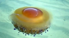 Pôvabný a nebezpečný: 10 najkrajších medúzy na svete