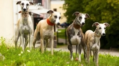 Greyhaound (foto): kto vo svetle všetkého je rýchlejší - nezachytávajte psom šedej!