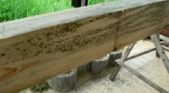 Huba na drevo a spracovanie dreva z formy