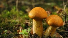 Huby - kráľovstvo živých organizmov