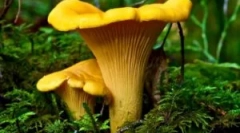 Huby chanterelles z parazitov