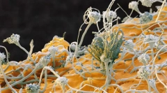 Huby. Systematika, značky, typy