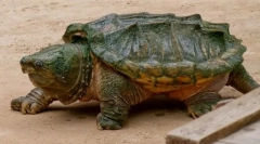 Premostená korytnačka