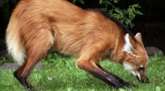 Služba vlka (guard)