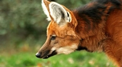 Služobný vlk (guara)