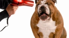 Starostlivosť o psov