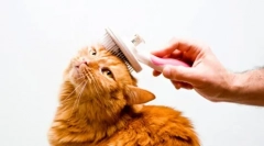 Starostlivosť o mačky doma: druhy a vlastnosti mačacej hygieny