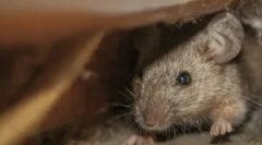 Sú myšacia myšacia montážna pena?