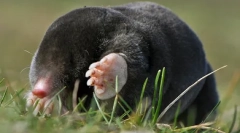 Humánske metódy na zničenie mólov