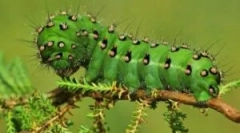 Caterpillars v prírode a domov
