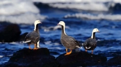 Gól. Oddelenie vtákov