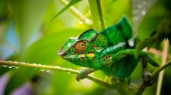 Chameleon (foto): skutočný sprisahanie svetového sveta