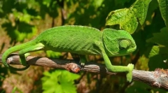 Chameleon obyčajný