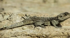 Charakteristické pre podtyp lebky, alebo stavovca