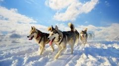 Husky (foto): čerstvý milujúci a nezávislý jazdecký pes