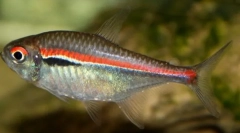 Hiphesson konon (hypheshobryson)