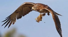 Predátorové vtáky