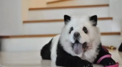Hit čína: chow-chow panda