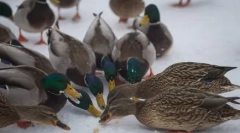Chlieb - nepriateľ pre kačice a iné vodné vtáky