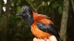 Crested pithu